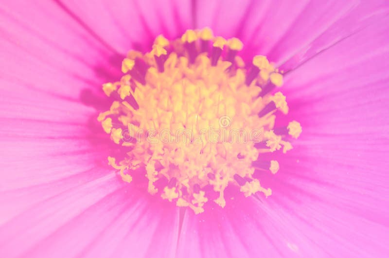 Close-up mooie die bloemen met kleurenfilters worden gemaakt stock afbeeldingen Close-up mooie die bloemen met kleurenfilters worden gemaakt stock afbeeldingen