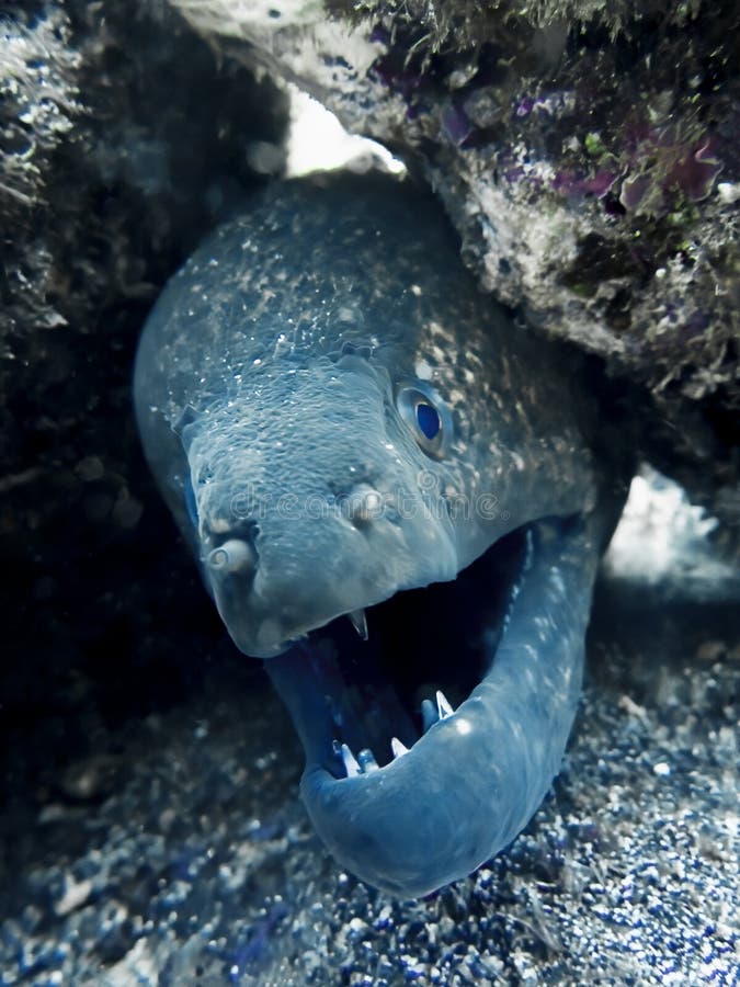 Close Up Moray Eel Face Underwater in Hawaii Stock Image Image of