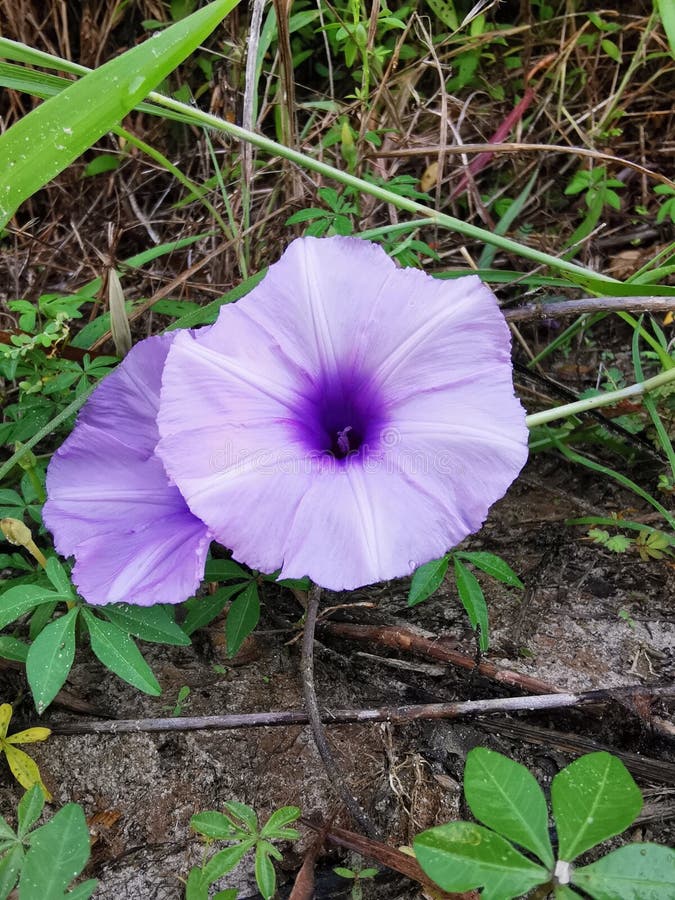 Close Up of Morning Glory Flower on Nature Background. Stock Image