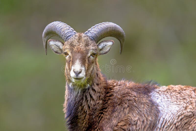 Close up Mouflon sheep male on hill