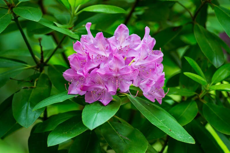 Mountain Rosebay Flowers also called Catawba Rhododendron