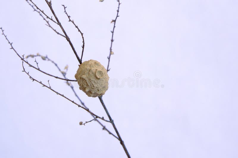 Dauber pupa stock photo. Image of close, stem, animals 251007072