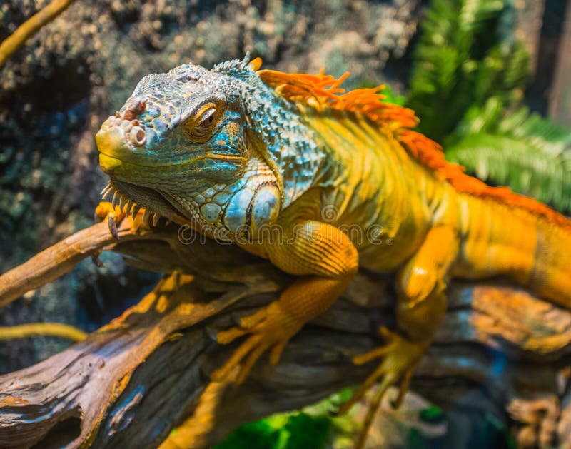Close-up of a Multi-colored Male Iguana Stock Image - Image of jungle ...