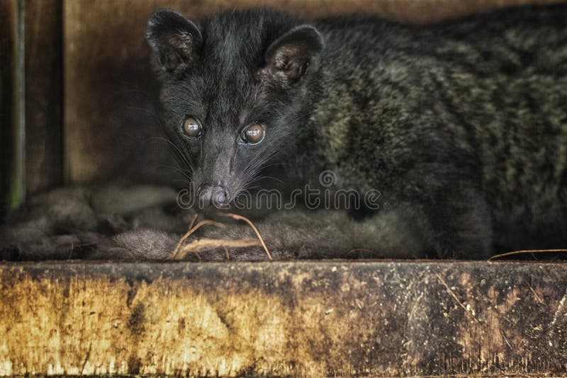 Close-up Musang , Coffee Animal Stock Photo - Image of  indonesian, cute: 176081662