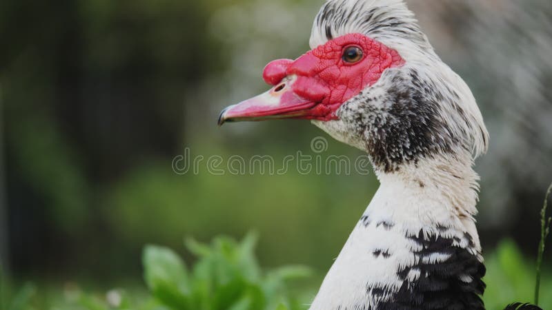 Close-up of a muscovy duck outdoors stock video