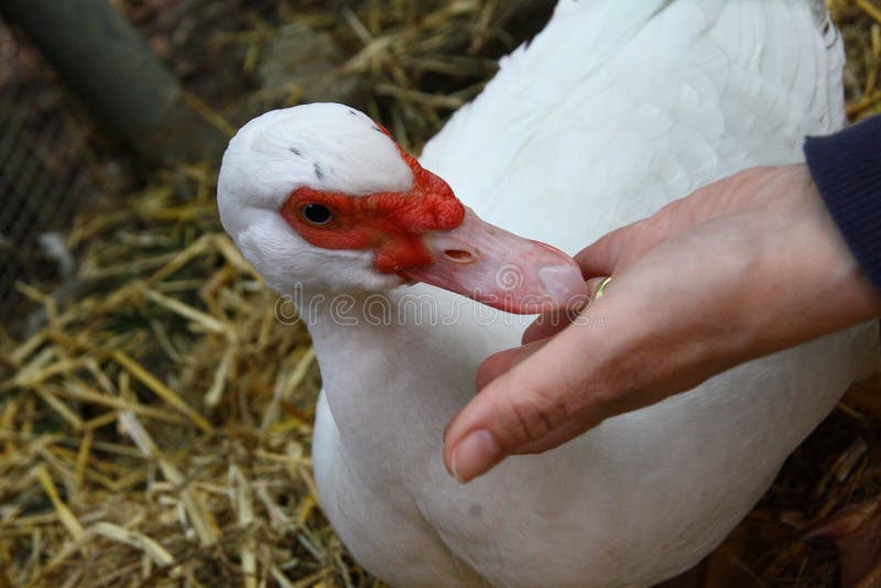 Close-up muscovy duck