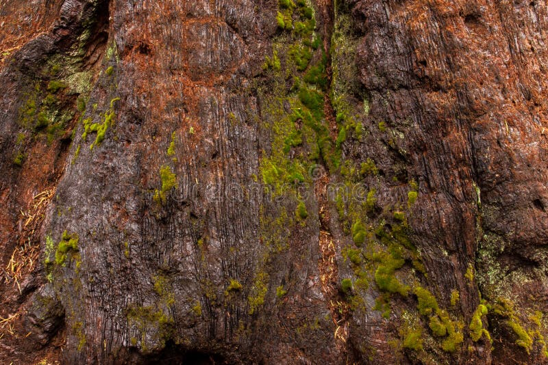 Download Close up musgoso da casca foto de stock. Imagem de outdoor - 80102106