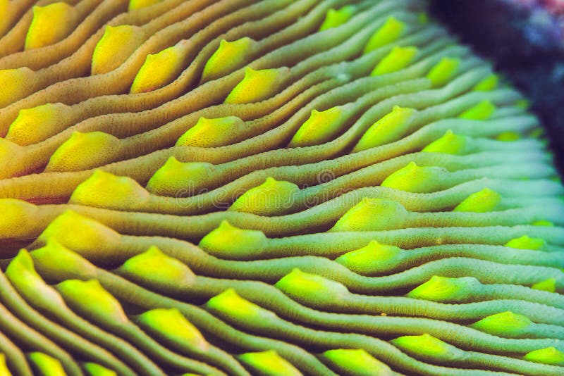Close-up of a Mushroom Coral Skeleton royalty free stock photo