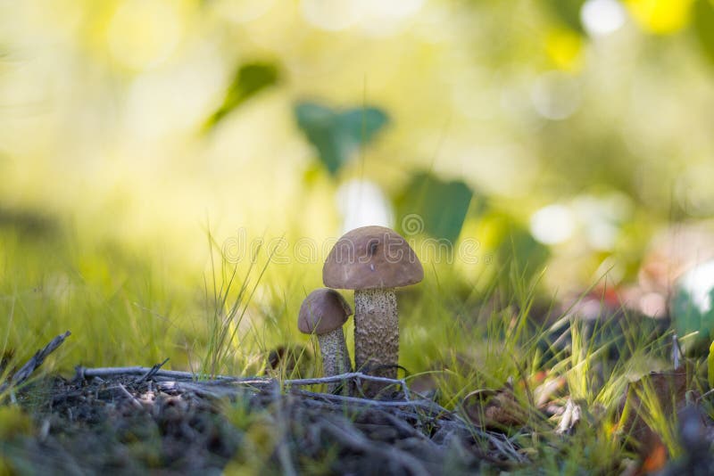 Close-up mushroom Leccinum scabrum grows in the forest. Little mushrooms, soft bokeh, green grass, leafs. Sunny summer day after r