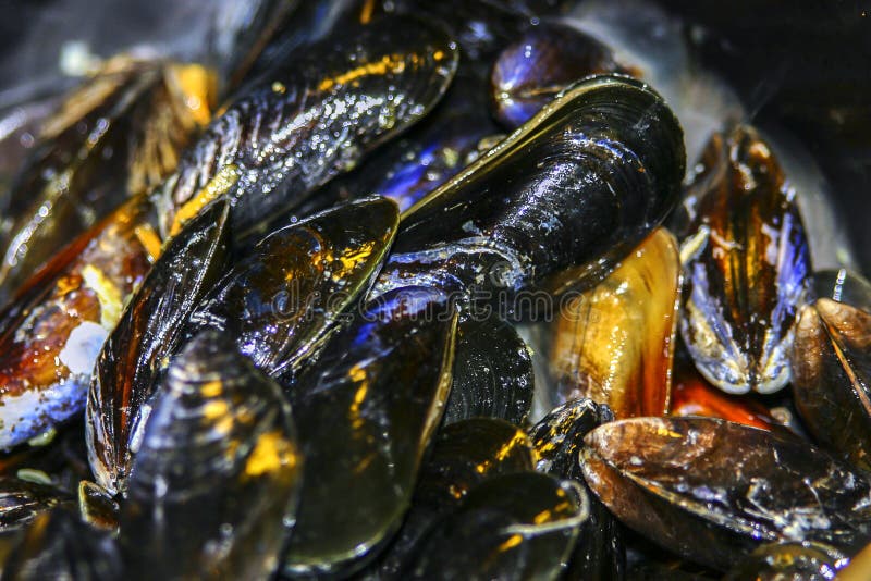 Close up of mussels stock image. Image of cuisine, mussles 45600795