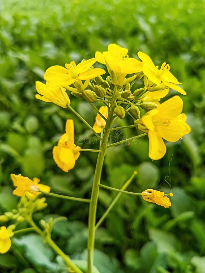 11,545 Mustard Flower Stock Photos Free & RoyaltyFree Stock Photos