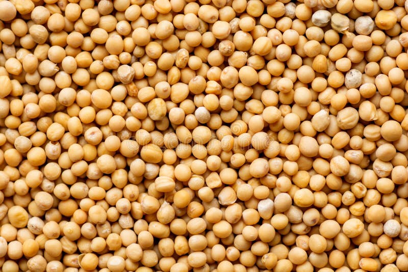 Close Up Mustard Seed Background Stock Image Image of healthy