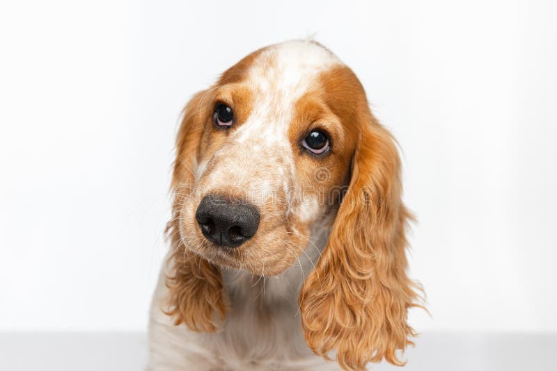 cocker spaniel muzzle