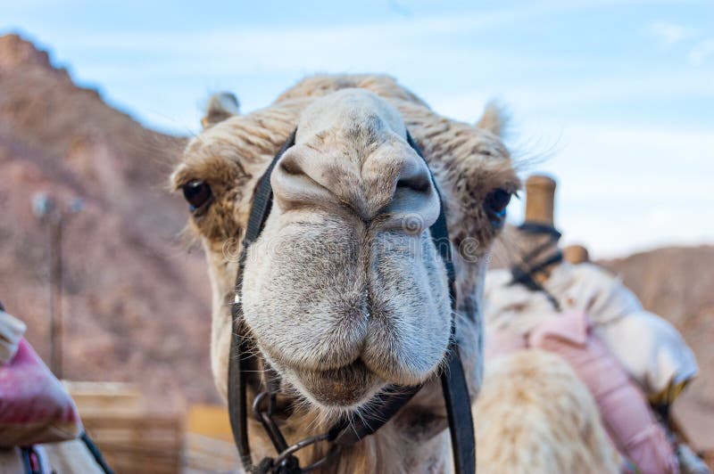 Close-up of a muzzle, head of a camel during the caravan ride trip in Eilat desert in Israel