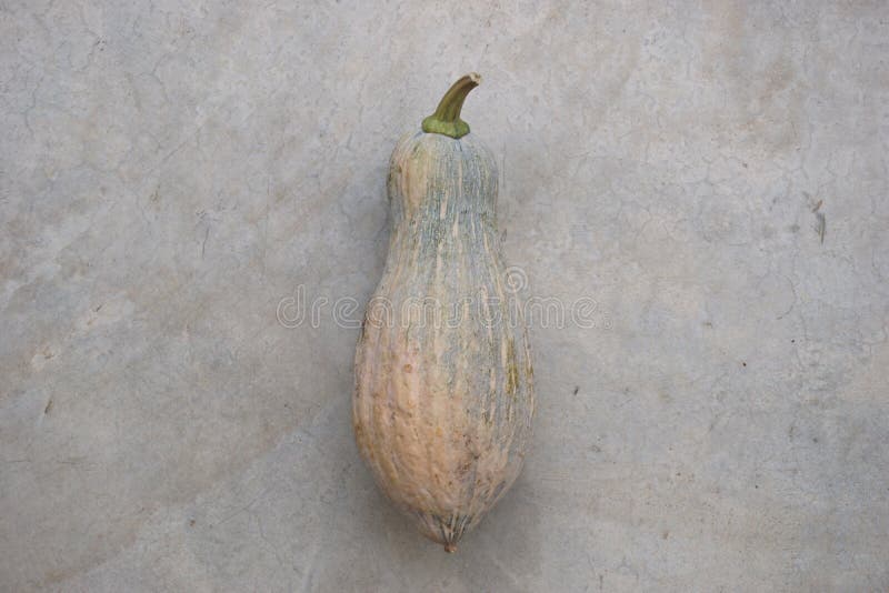 Thai squash fruit stock photo. Image of fresh, ripe 122081652