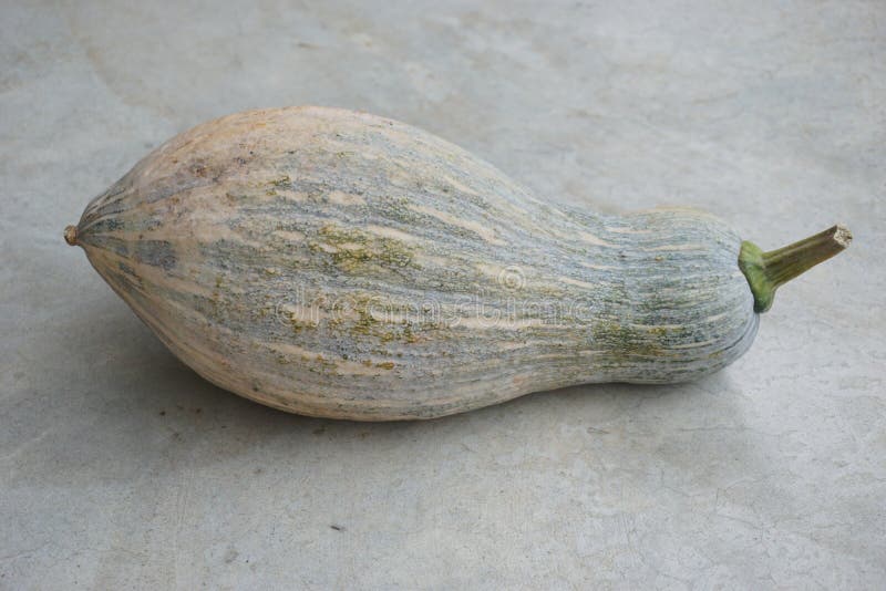 Thai squash fruit stock photo. Image of fruits, thai 123102190