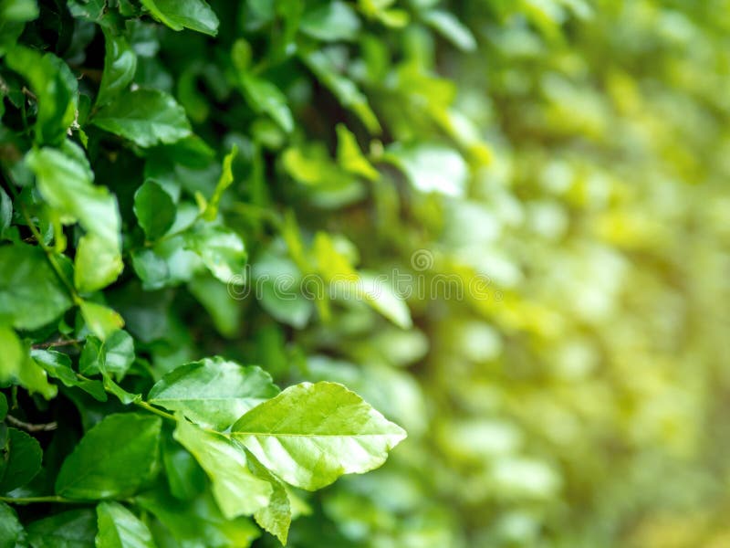 Close Up nature view of green leaf on blurred greenery background in garden, background natural green plants landscape, wallpaper royalty free stock photos Close Up nature view of green leaf on blurred greenery background in garden, background natural green plants landscape, wallpaper royalty free stock photos
