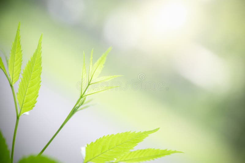 342,709 Greenery Background Stock Photos - Free & Royalty-Free Stock Photos  from Dreamstime