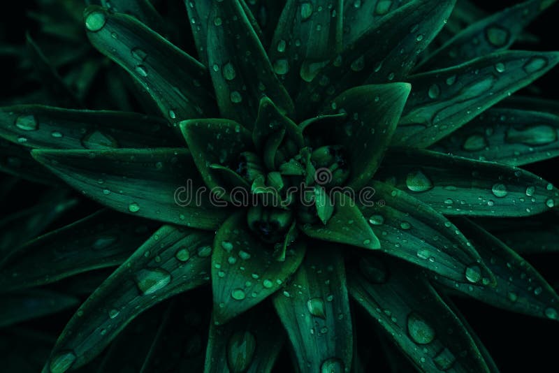 Close-up Nature View of Green Leaf Texture, Dark Wallpaper Concept, Nature  Background. Stock Photo - Image of closeup, botanical: 197490680