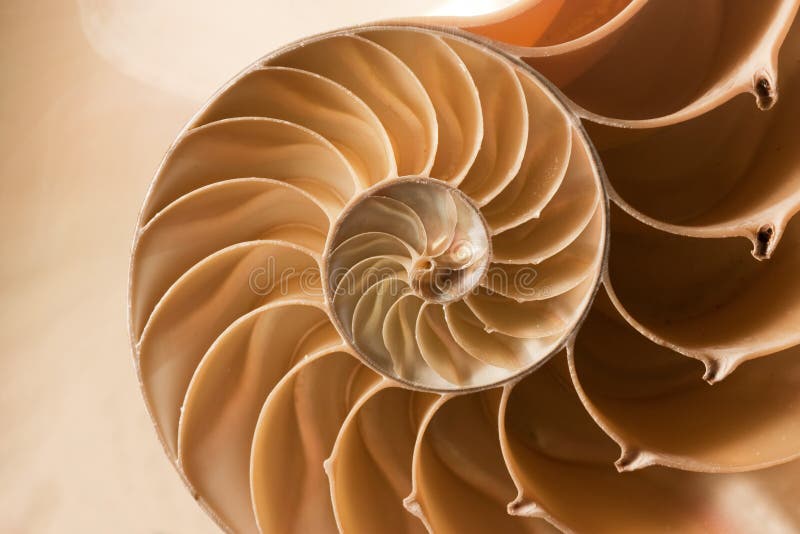Close up nautilus shell pattern