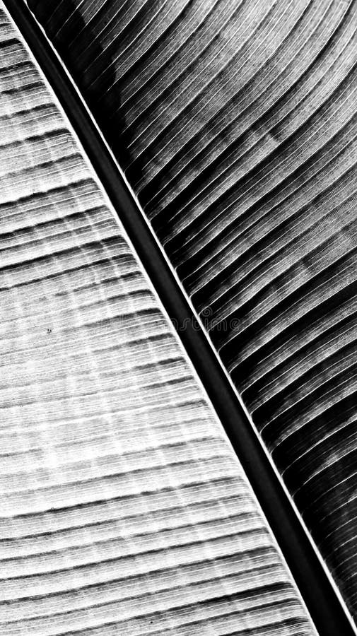 Banana Leaf in Black and White Stock Image - Image of exotic