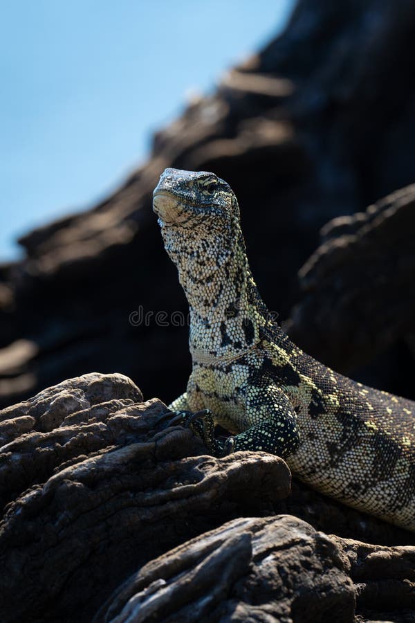 Close-up of Nile monitor on dead tree stock photo