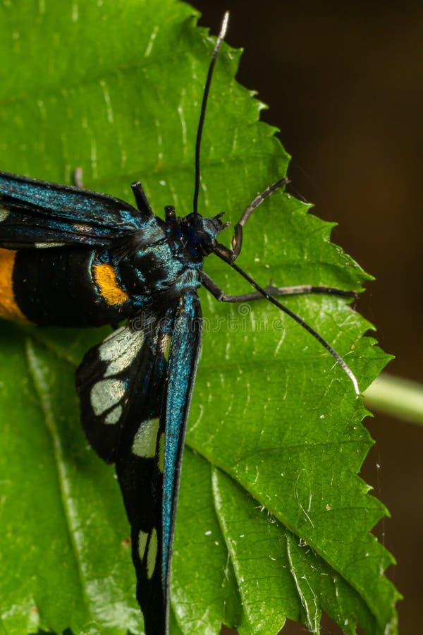 Close Up of a Nine Spotted Moth Amata Phegea with Spread Wings Stock