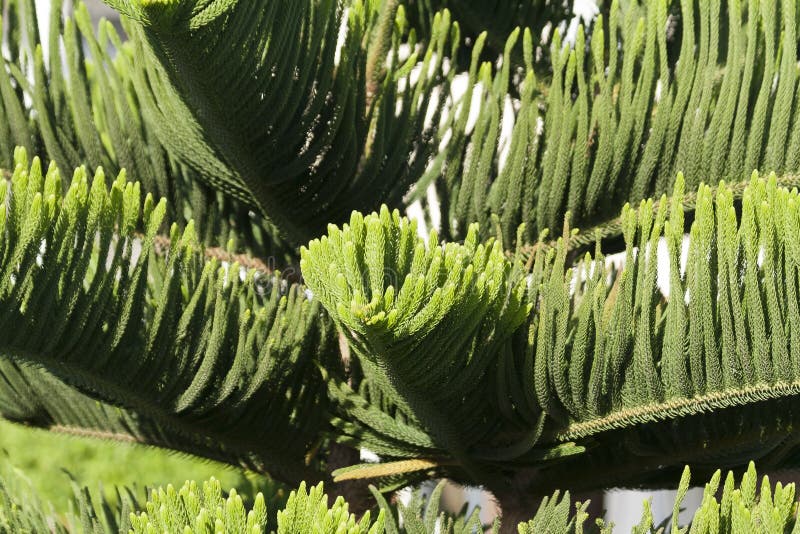 Norfolk Island Pine (Araucaria heterophylla, Araucaria excelsa), ornamental  tree on street side, Stock Photo, Picture And Rights Managed Image. Pic.  BWI-BS303950