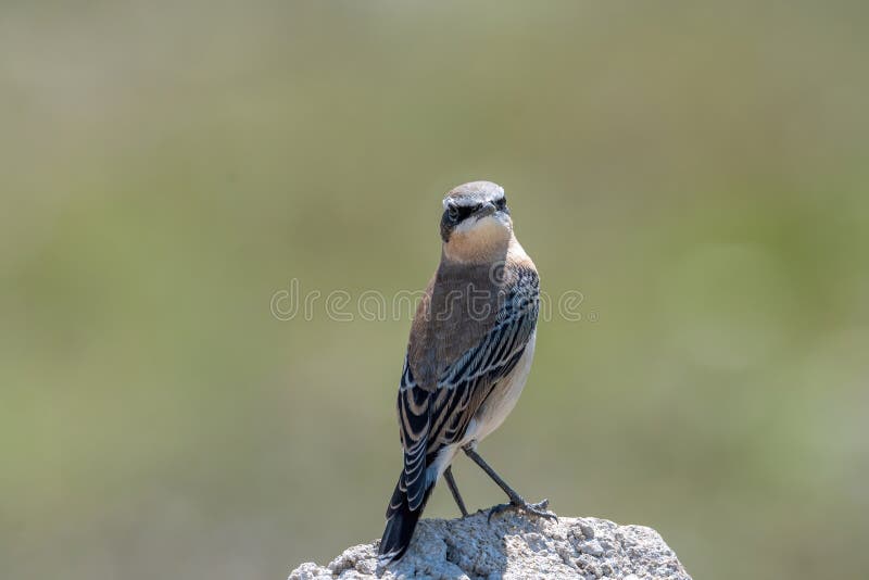 Close up of a Northern wheatear Oenanthe oenanthe in the field royalty free stock photography