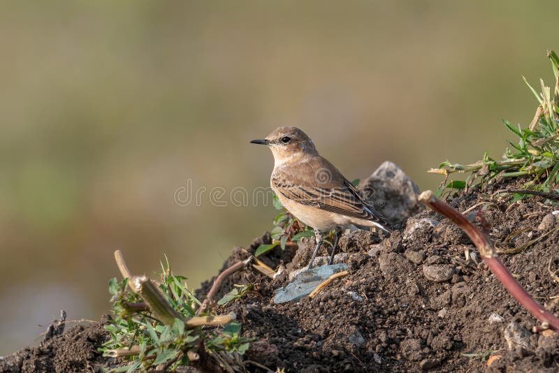 Close up of a Northern wheatear Oenanthe oenanthe in the field stock photos