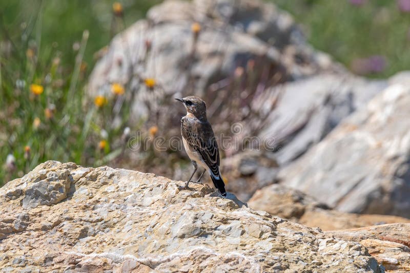 Close up of a Northern wheatear Oenanthe oenanthe royalty free stock photography