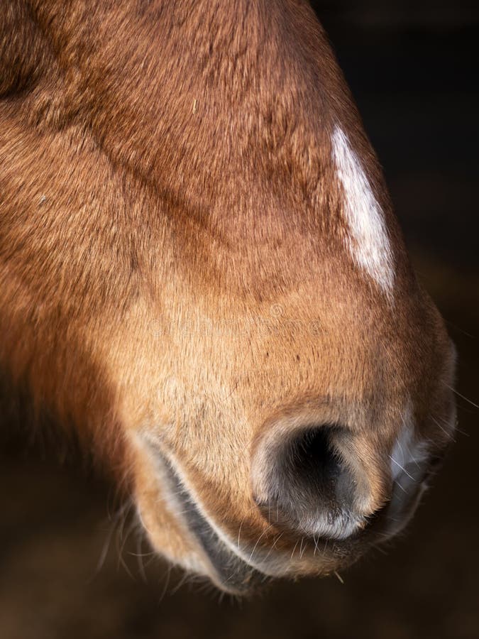 Close Up of Nostrils and Lips of a Purebred Arabian Horse Stock Image