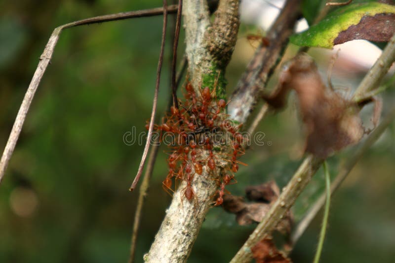 Close Up of Fire Ants Capturing a Black Ant on a Stem Stock Photo