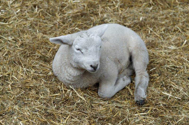 Close-up o a newborn lamb resting on wheat straw bedding