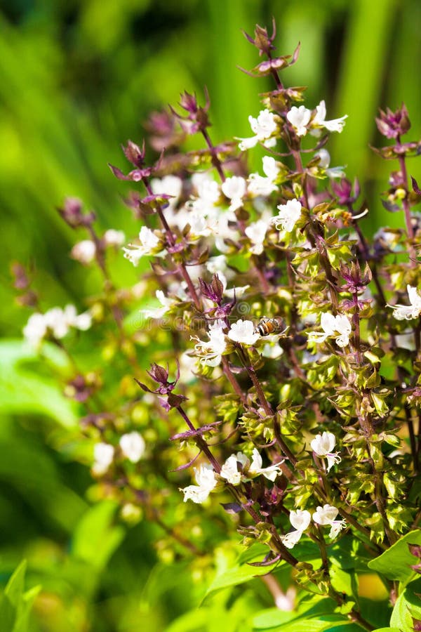Close Up of Ocimum Sanctum (Holy Basil) Flower. Stock Photo Image of