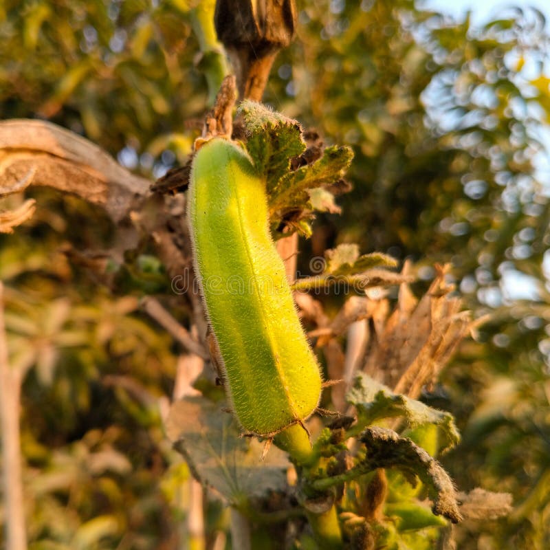 Close Up of Okra. Okra. Okra Vegetable. Lady Finger. Lady Finger Plant