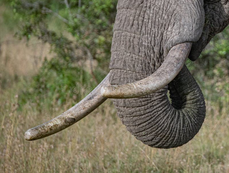 Close Up of Old Elephant Tusks and Trunk Stock Image - Image of hair, kind:  203770289