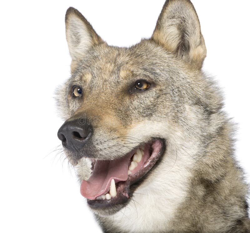 Close-up on a old European wolf stock image