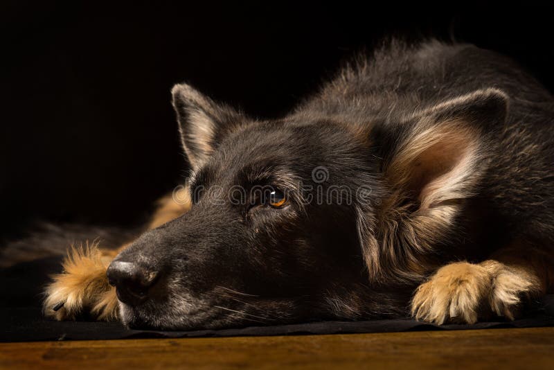 Close-up Of An Old German Shepherd Dog Head Lying Down On The Floor