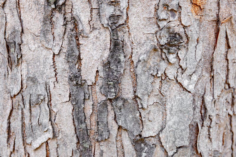 Close-up tree bark of hardwood cracked, Abstract nature background