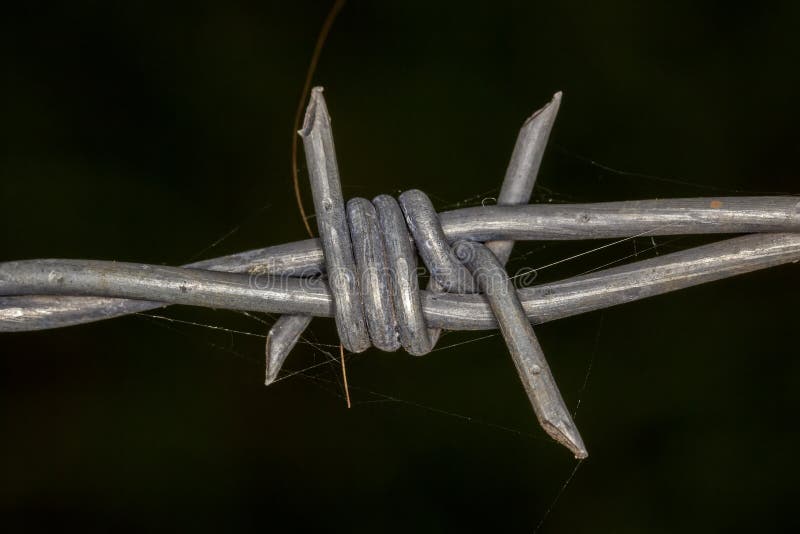Close Up Old Wire Barbed Node with  Stock Image Image of nature