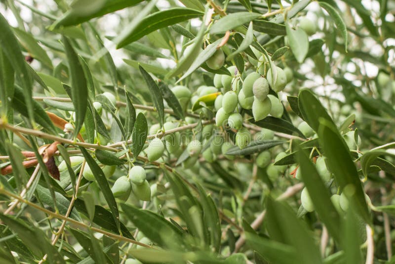 Close Up of Olive Tree Branch with Olives on Olive Trees Backround