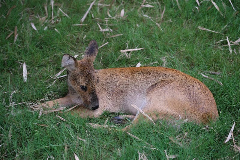 water deer