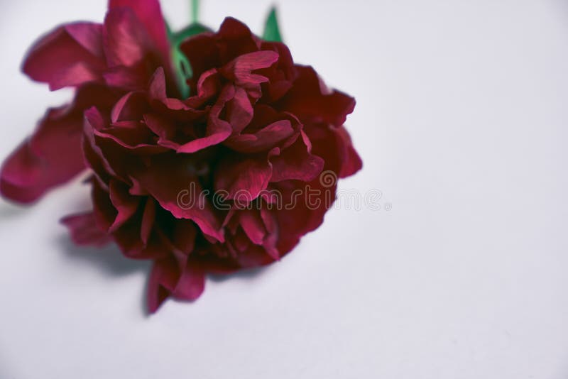 Close-up of one dark red peony flower, on a gray background. With a space to copy. Design for your product. stock photo