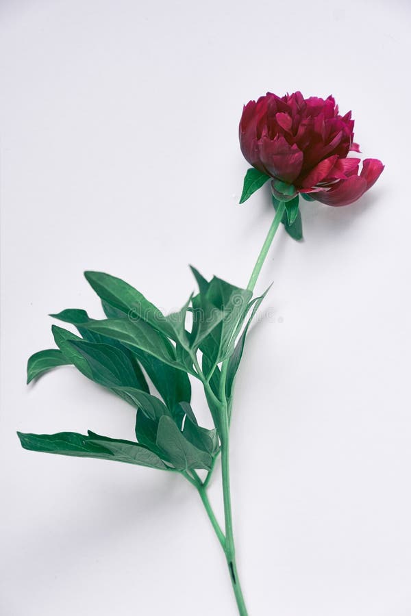 Close-up of one dark red peony flower, on a gray background. With a space to copy. Design for your product stock photos