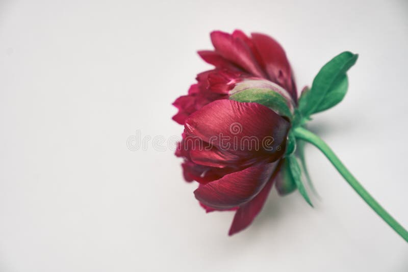 Close-up of one dark red peony flower, on a gray background. With a space to copy. Design for your product stock photo