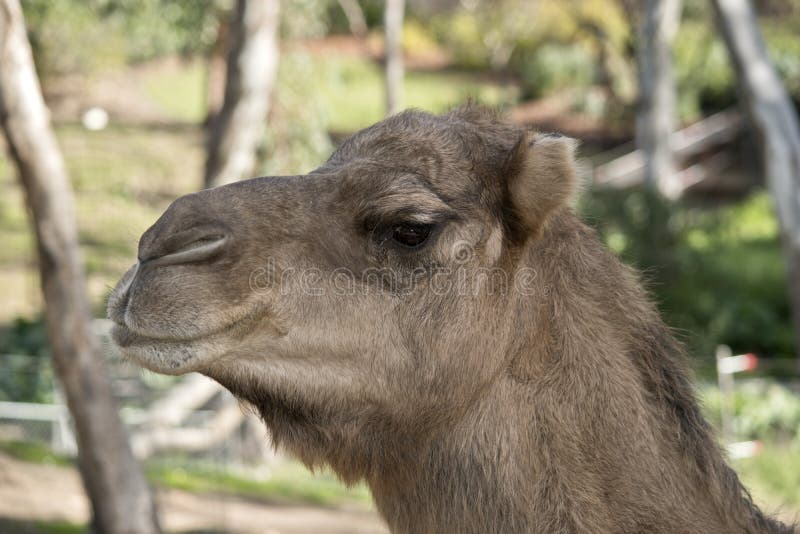 Onehump Camel stock photo. Image of desert, hair, hump 4951864