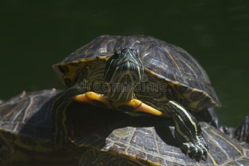 Close-up of one terrapin climbing over another stock photos Close-up of one terrapin climbing over another stock photos