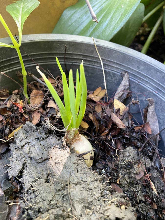 Onion Plant in Nature Garden Stock Photo Image of grow, agriculture
