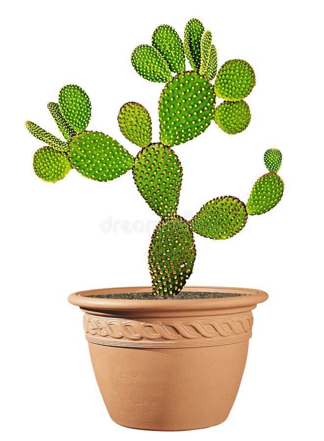 Opuntia cactus in pot stock photo. Image of cactus, opuntia 249366786
